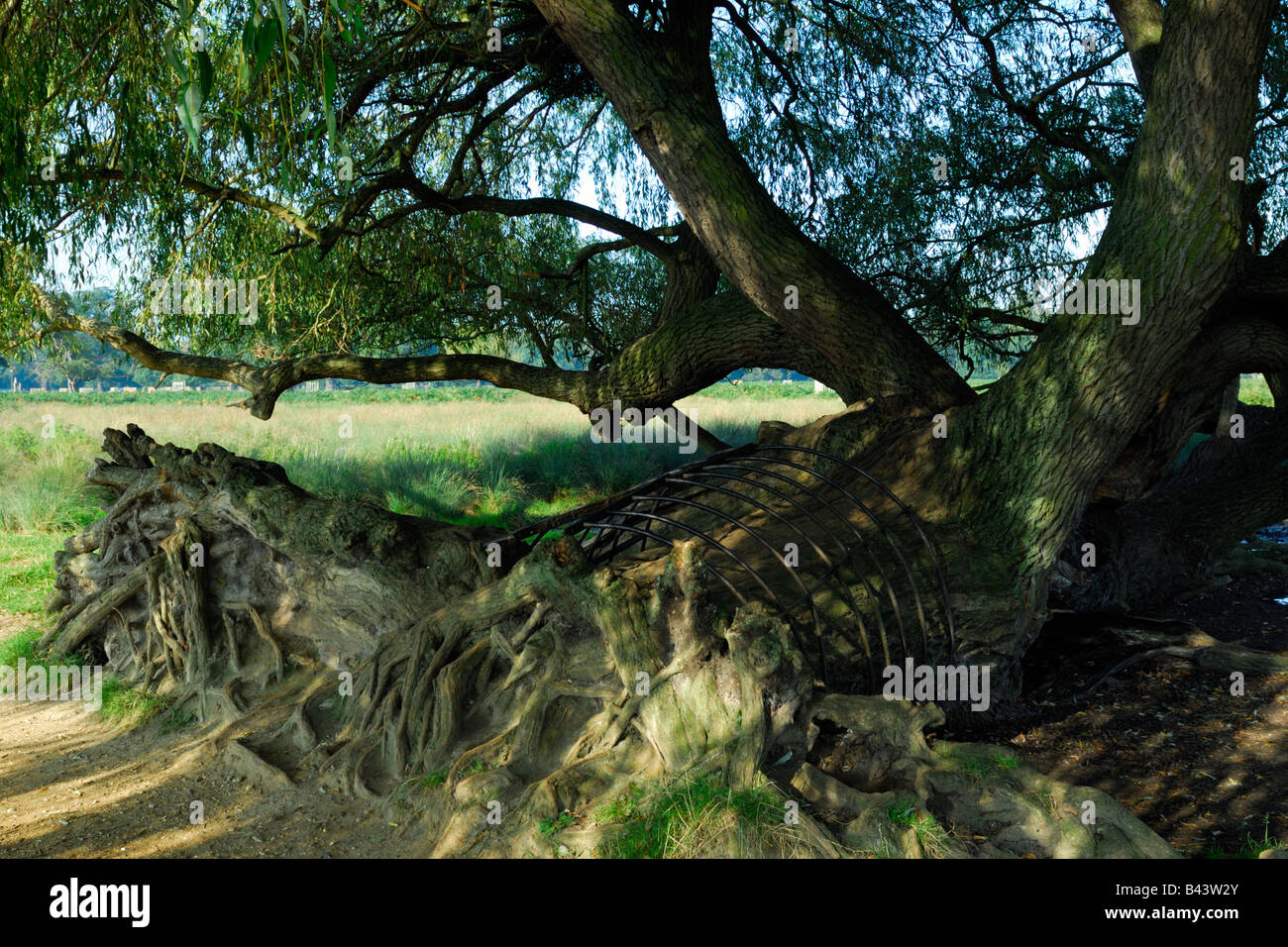 Fallen willow tree, growing strongly after many years Stock Photo Alamy