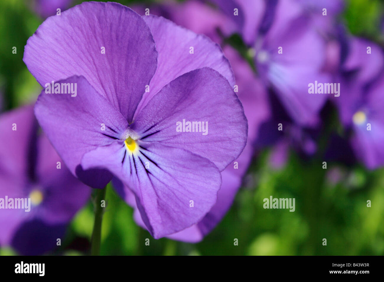 Purple pansy flower Stock Photo - Alamy