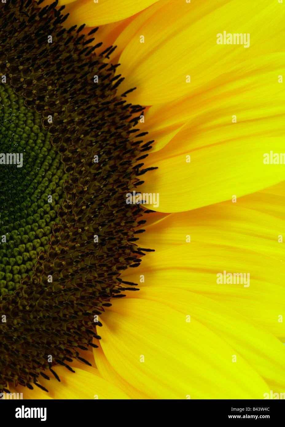 Yellow Helianthus Sunflower Stock Photo