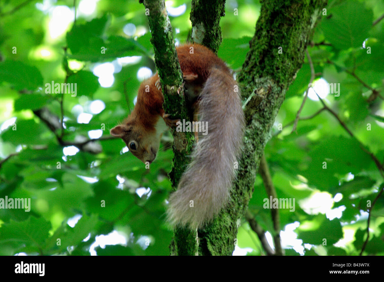 Arboreal animals hi-res stock photography and images - Alamy