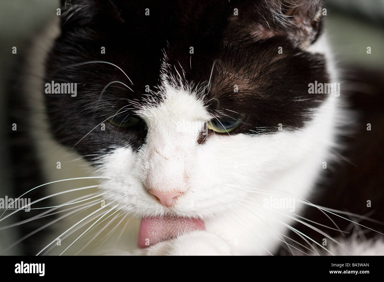 Black and white domestic cat (Felis catus) licking paw with filiform papillae in view Stock Photo