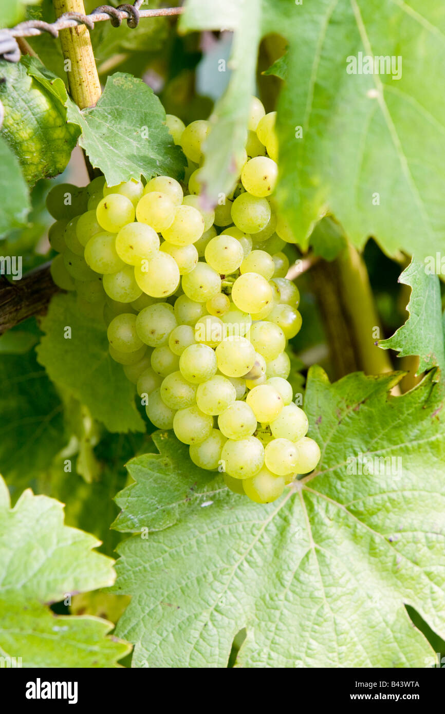 Grape Vine Uk High Resolution Stock Photography and Images Alamy
