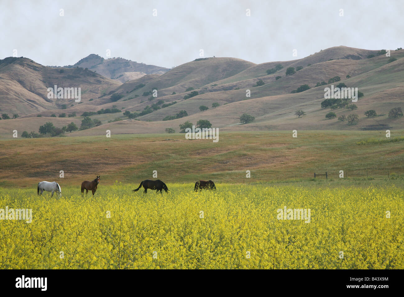 Horses in a mustard field Stock Photo Alamy
