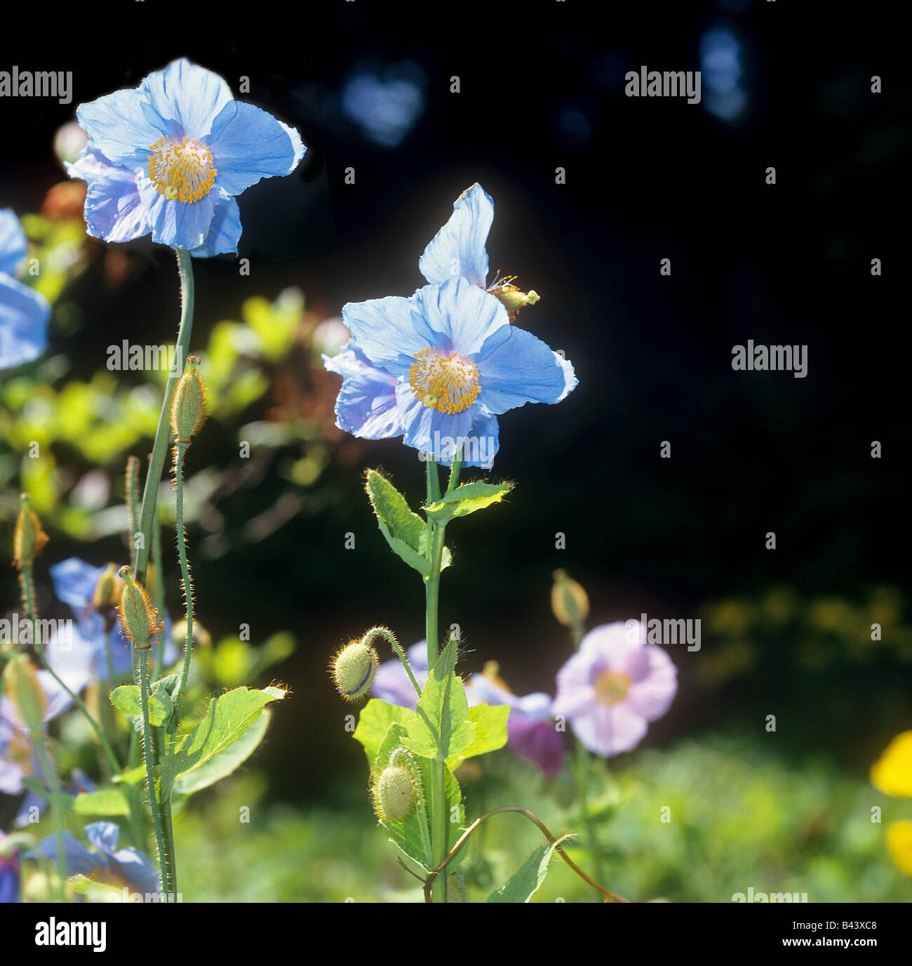 blue poppy / Meconopsis grandis Stock Photo