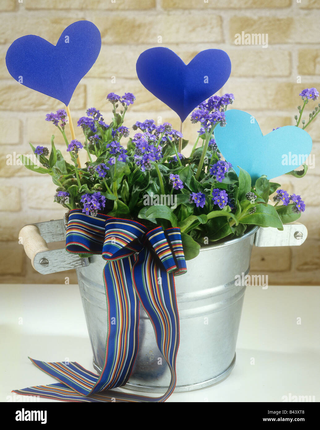 wood forget-me-not / Myosotis sylvatica Stock Photo