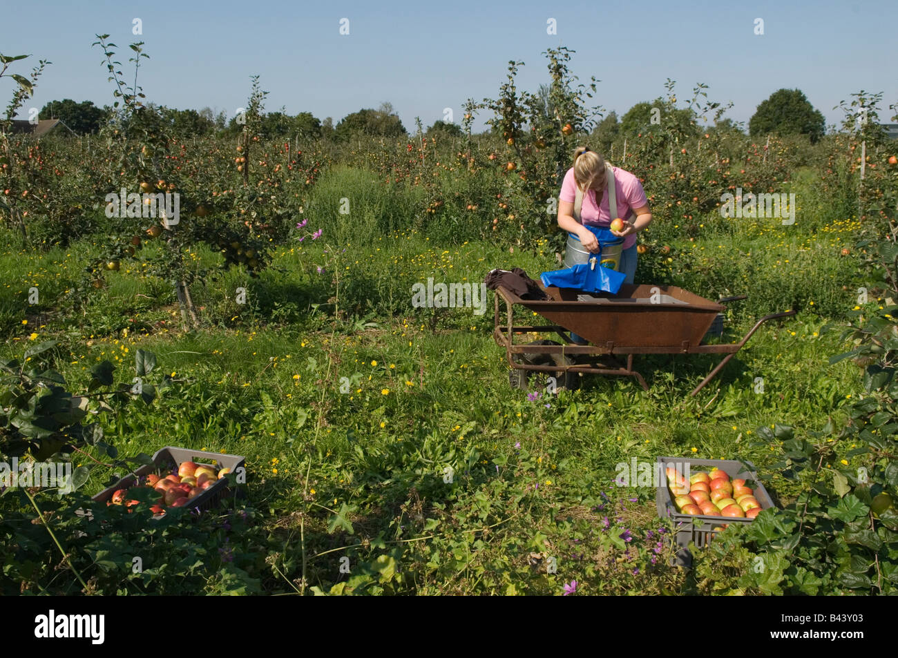 English Apples Apple picking orchard Honey Crisp Apples, Lathcoats Apple Farm, Galleywood, Essex UK  HOMER SYKES Stock Photo