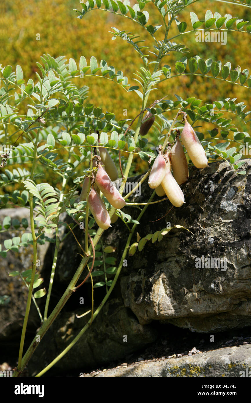 Milk Vetch, Astragalus lusitanicus subsp orientalis, Fabaceae, Mediterranean, Morocco and Turkey Stock Photo