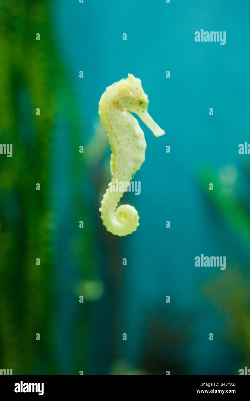 Yellow seahorse Hippocampus Kuda Stock Photo