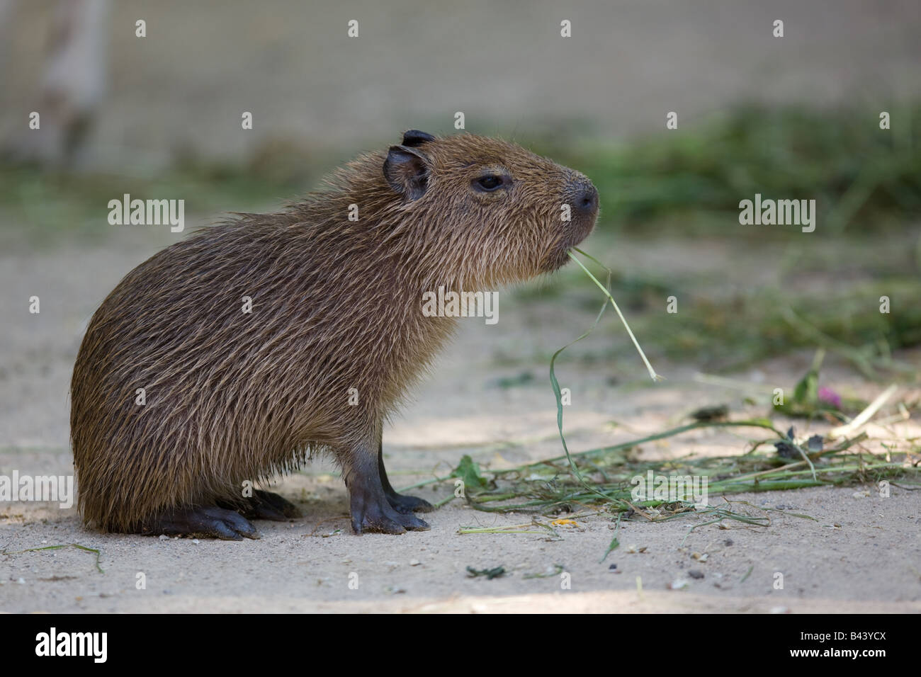 Capybara - Hydrochoerus hydrochaeris Stock Photo