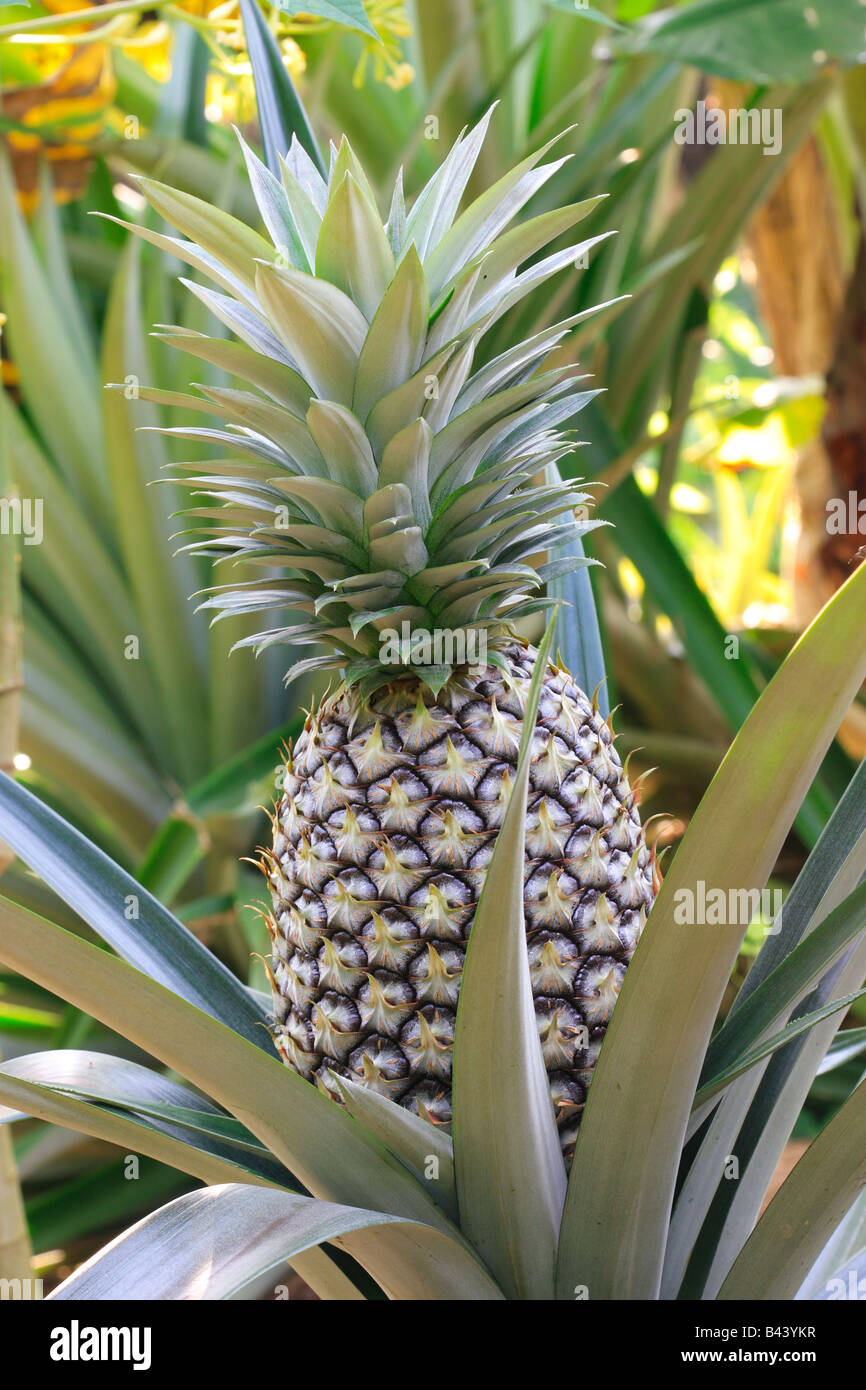 A Pineapple (Ananas comosus) on its parent plant Stock Photo