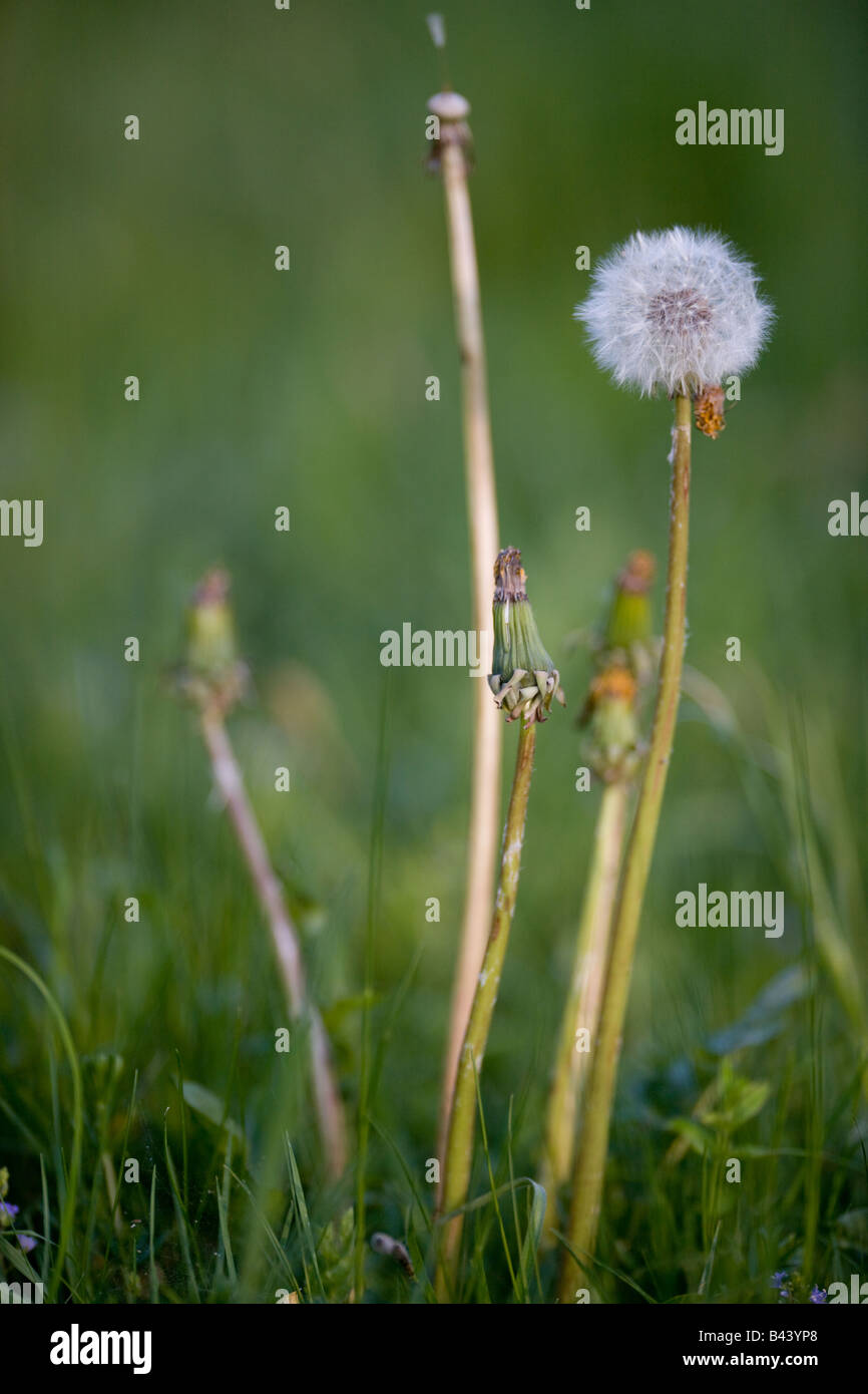 Dandelion Taraxacum officinale Stock Photo Alamy