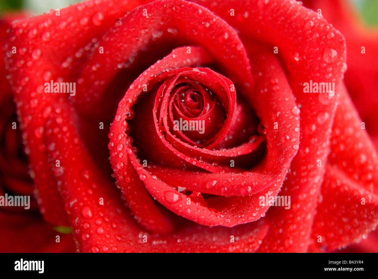 Fleur Rouge High Resolution Stock Photography And Images Alamy Fleur Rouge High Resolution Stock Photography And Images Alamy