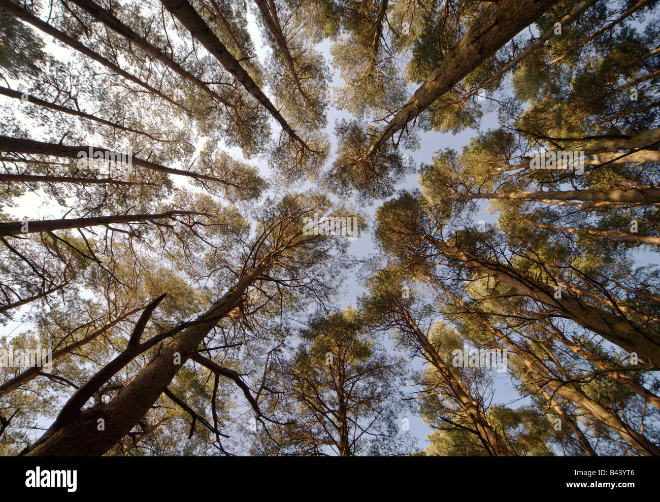 Wide angle view of a pine tree canopy taken from ground level. Stock Photo