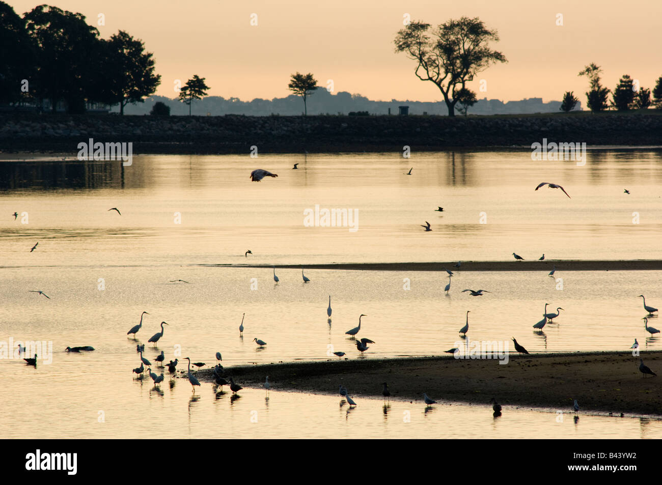 A calm silhouetted sunrise scene with water birds and trees at Compo Beach, Westport, Ct. Stock Photo