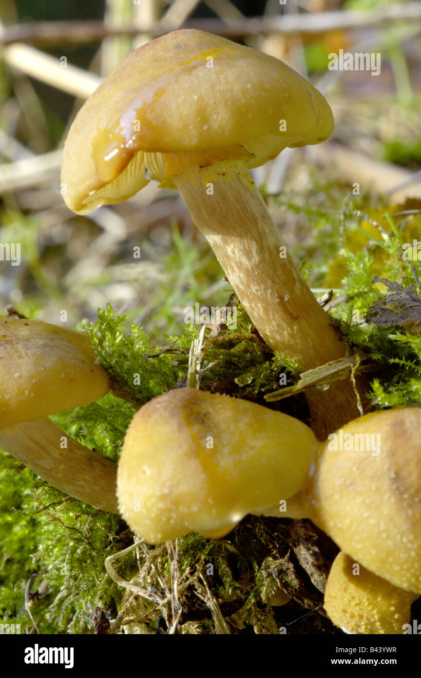 Edible wild mushroom uk hires stock photography and images Alamy