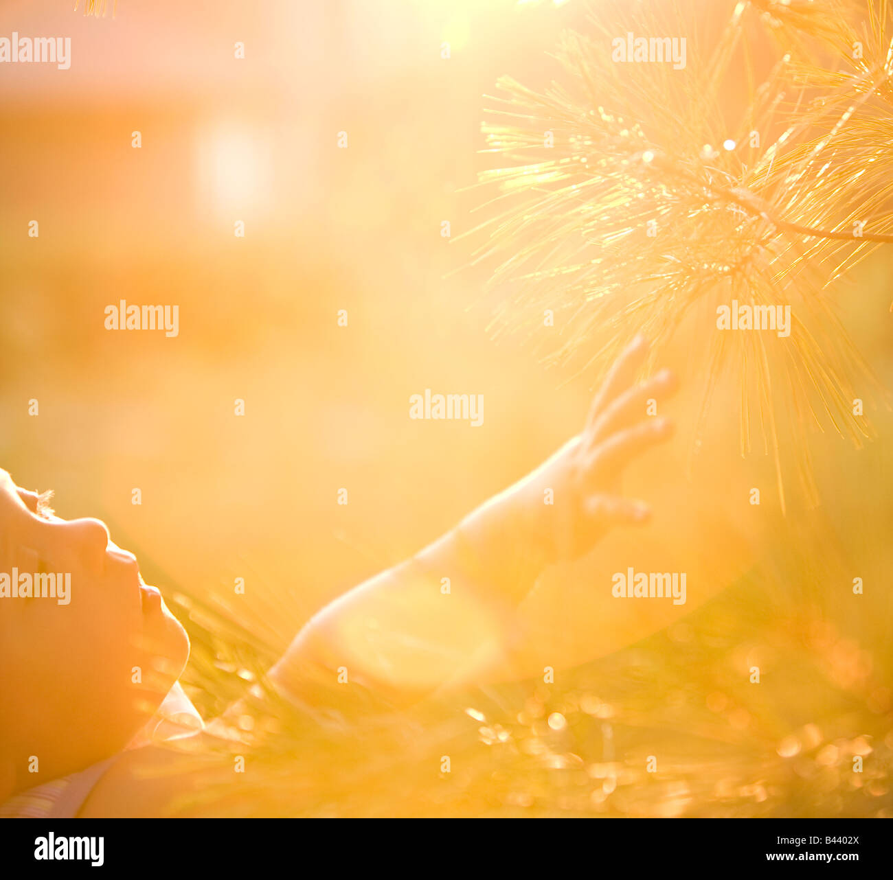 Young boy feeling branches on a tree Stock Photo