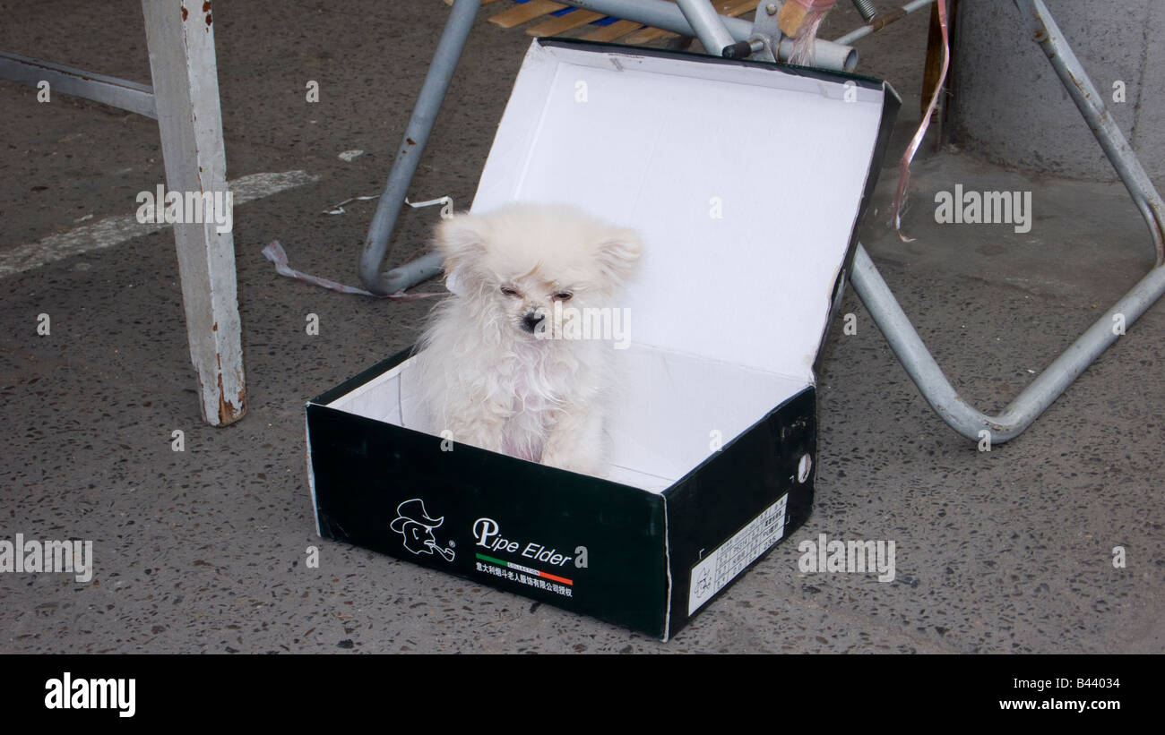 China shanghai dog in shoe box Stock Photo