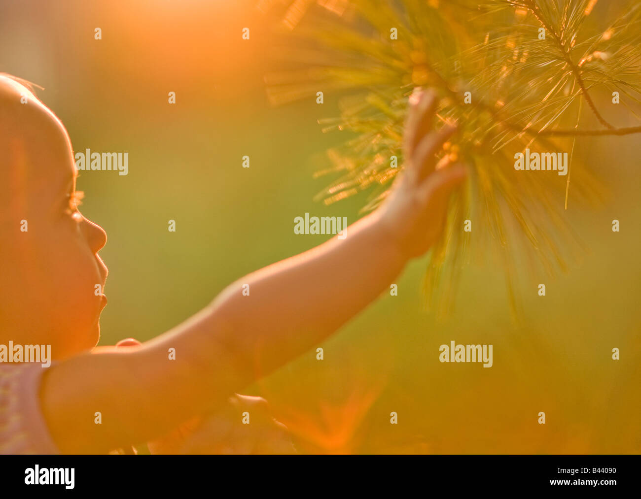 Young boy feeling branches on a tree Stock Photo