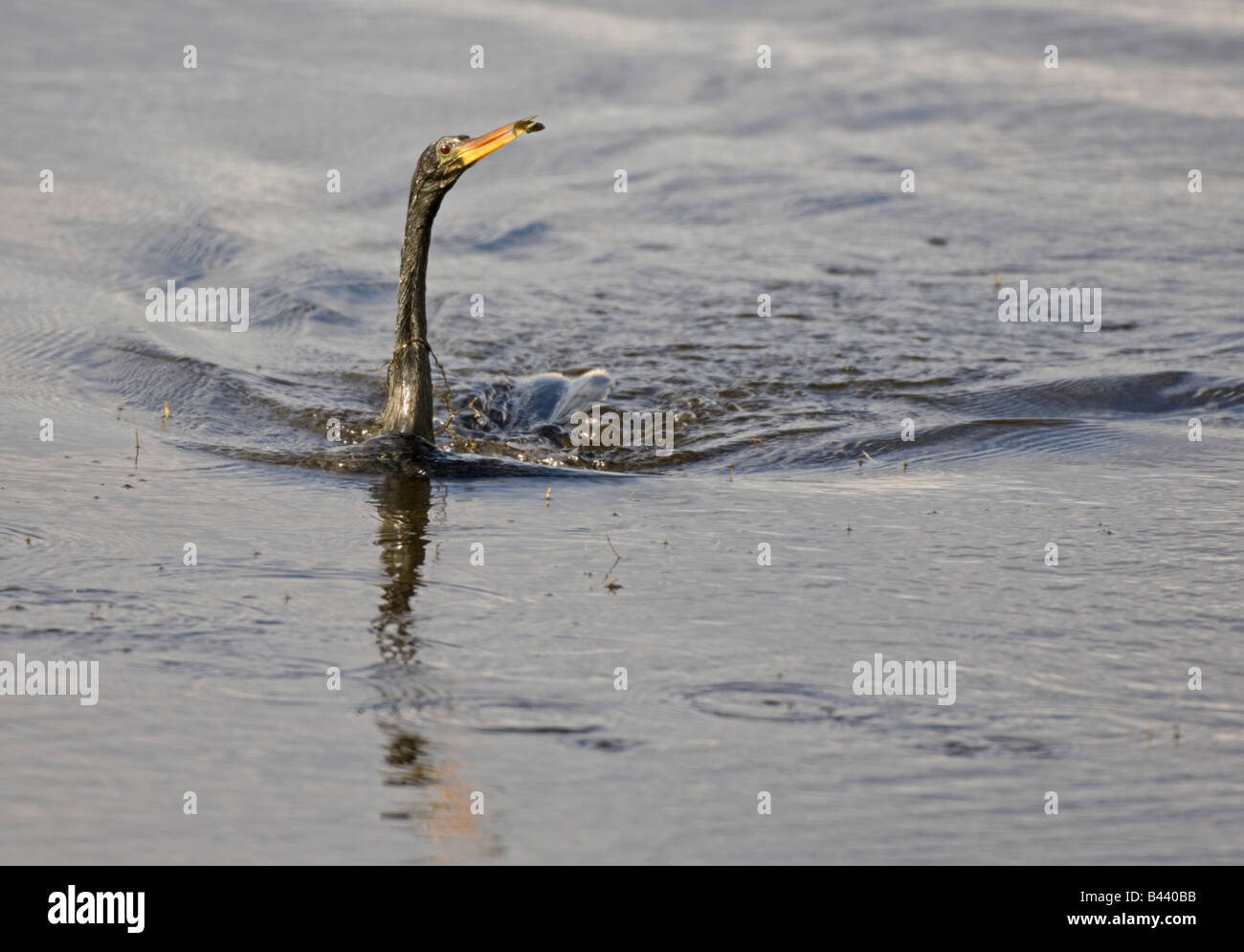 Hunting swimming Anhinga water bird with fish Stock Photo