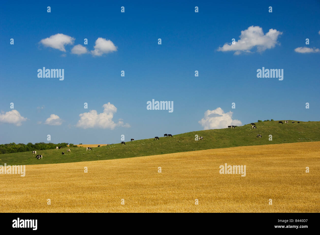 A field of ripe wheat with cows grazing on a hillside near Holland Manitoba Canada Stock Photo