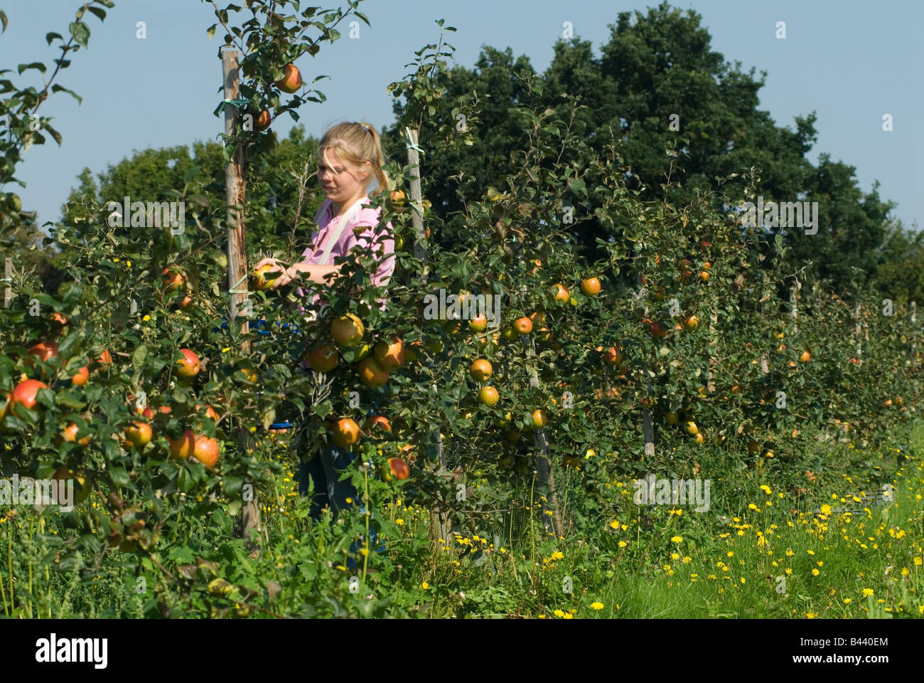 Work experience student picking Honey Crisp apples, Lathcoats Apple Farm Galleywood Essex UK HOMER SYKES Stock Photo