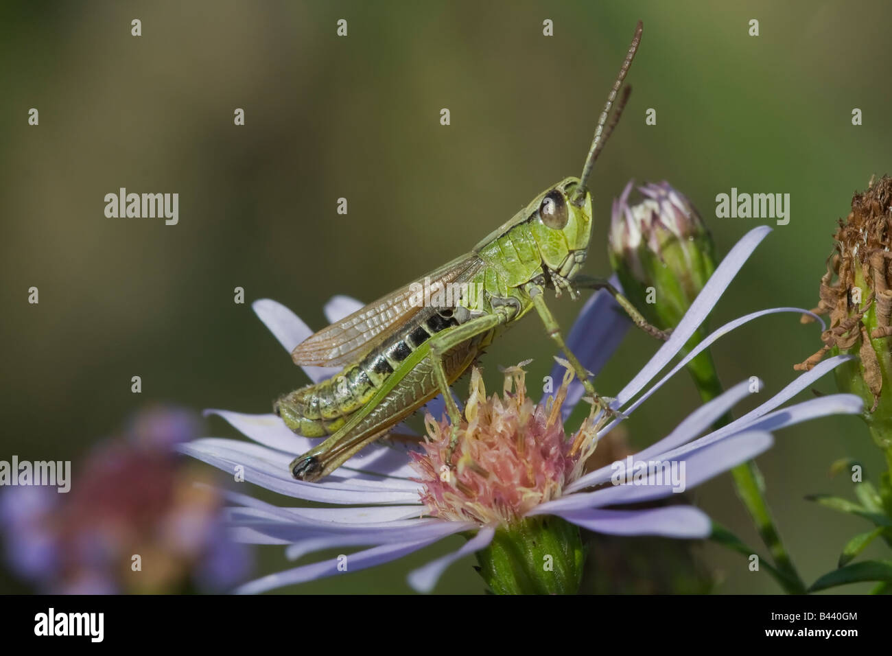 Meadow Grasshopper (Corthippus parallelus) Stock Photo