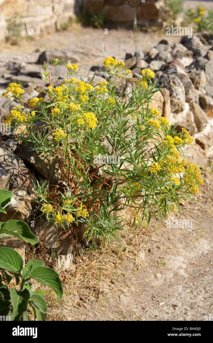 Yellow Wild Flowers, Growing at the Archeological Site of Monte Alban, Oaxaca, Mexico Stock Photo