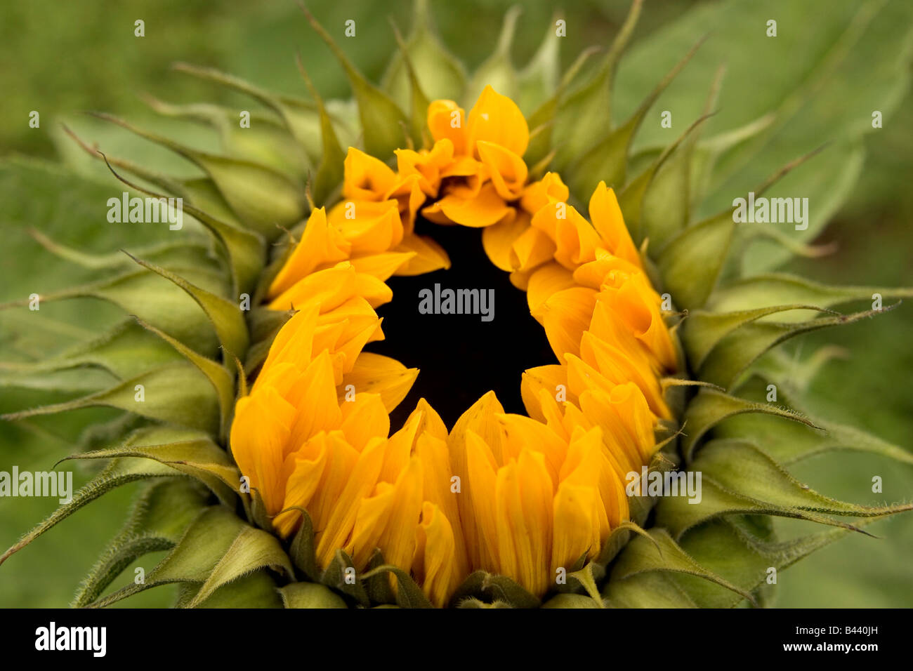 A close up of a sunflower Stock Photo