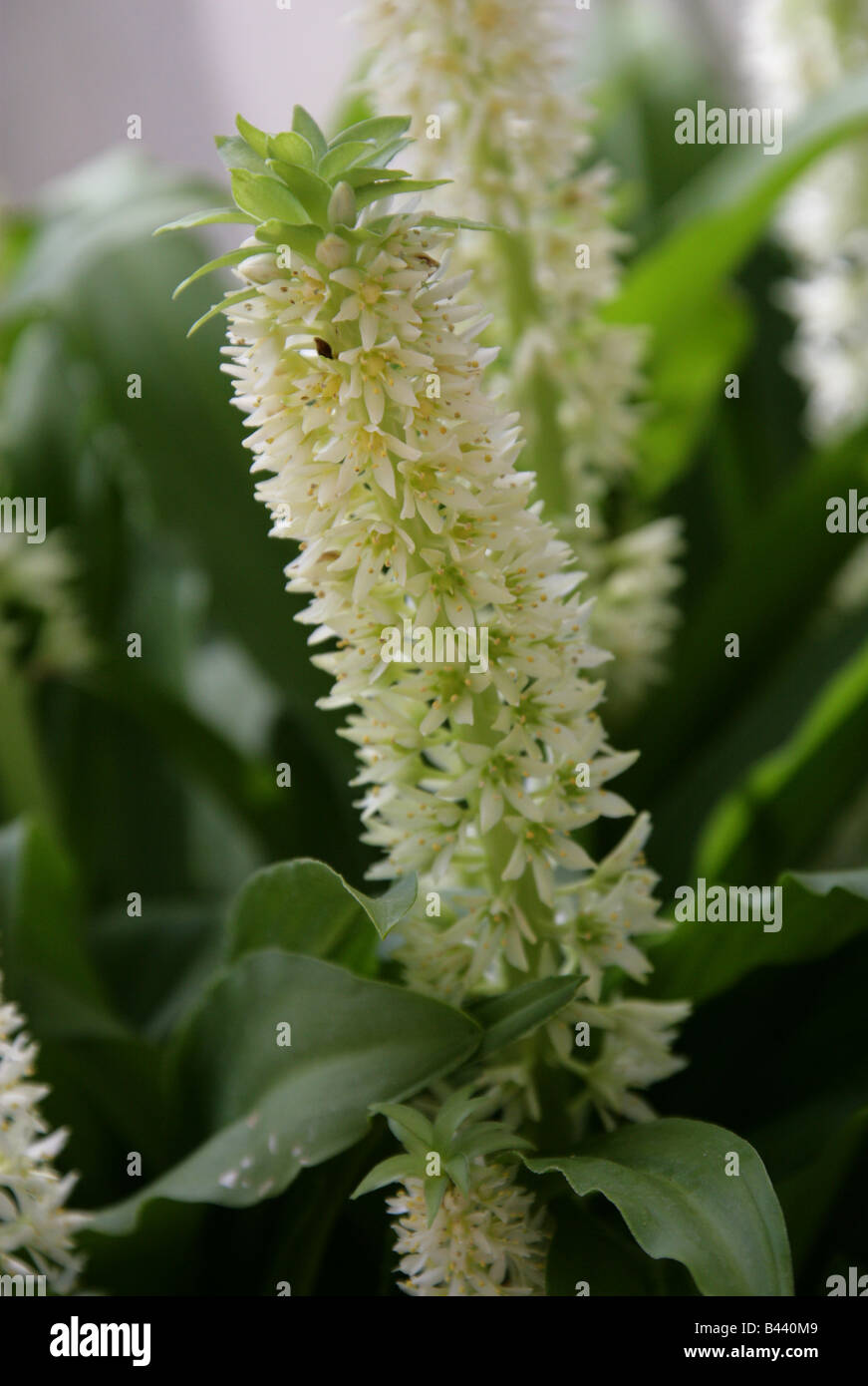 Pineapple Lily, Eucomis zambesiaca, Hyacinthaceae from the Highland Regions of Malawi, Africa Stock Photo