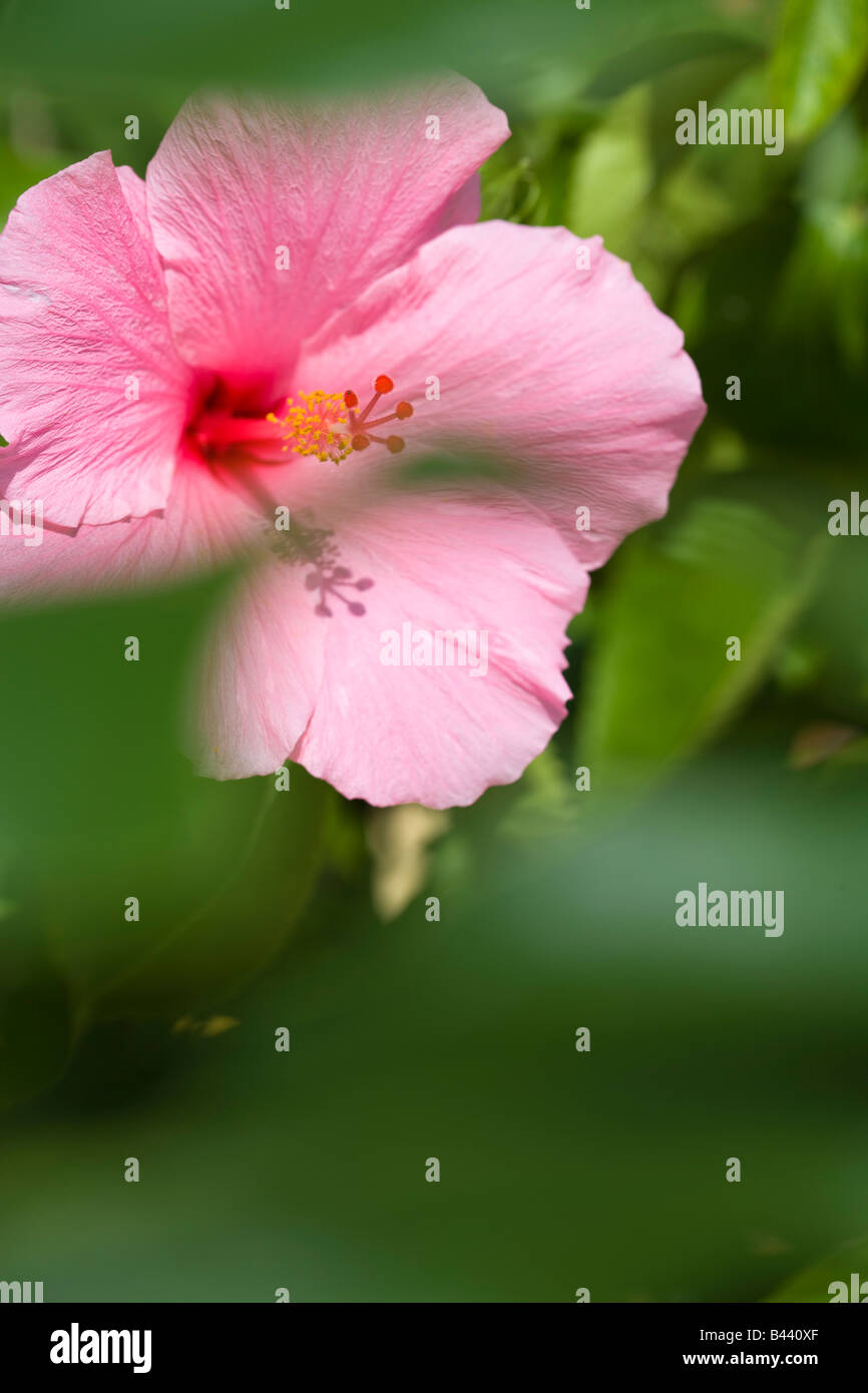 Hibiscus pink america hi-res stock photography and images - Alamy