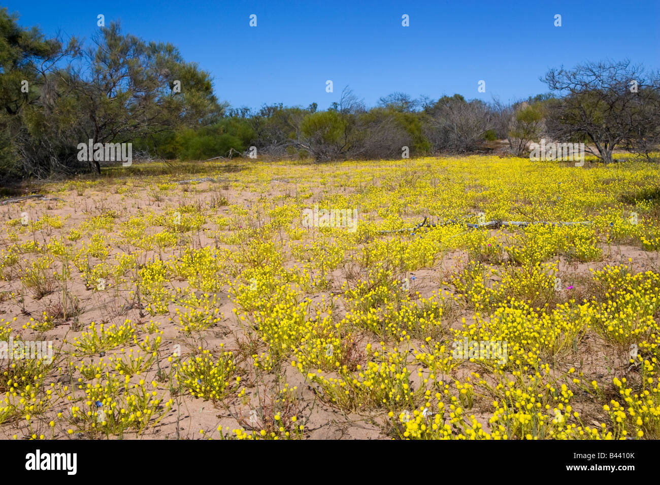 Yellow wildflowers carpeting the sandy floor of Kalbarri National Park. Western Australia Stock Photo