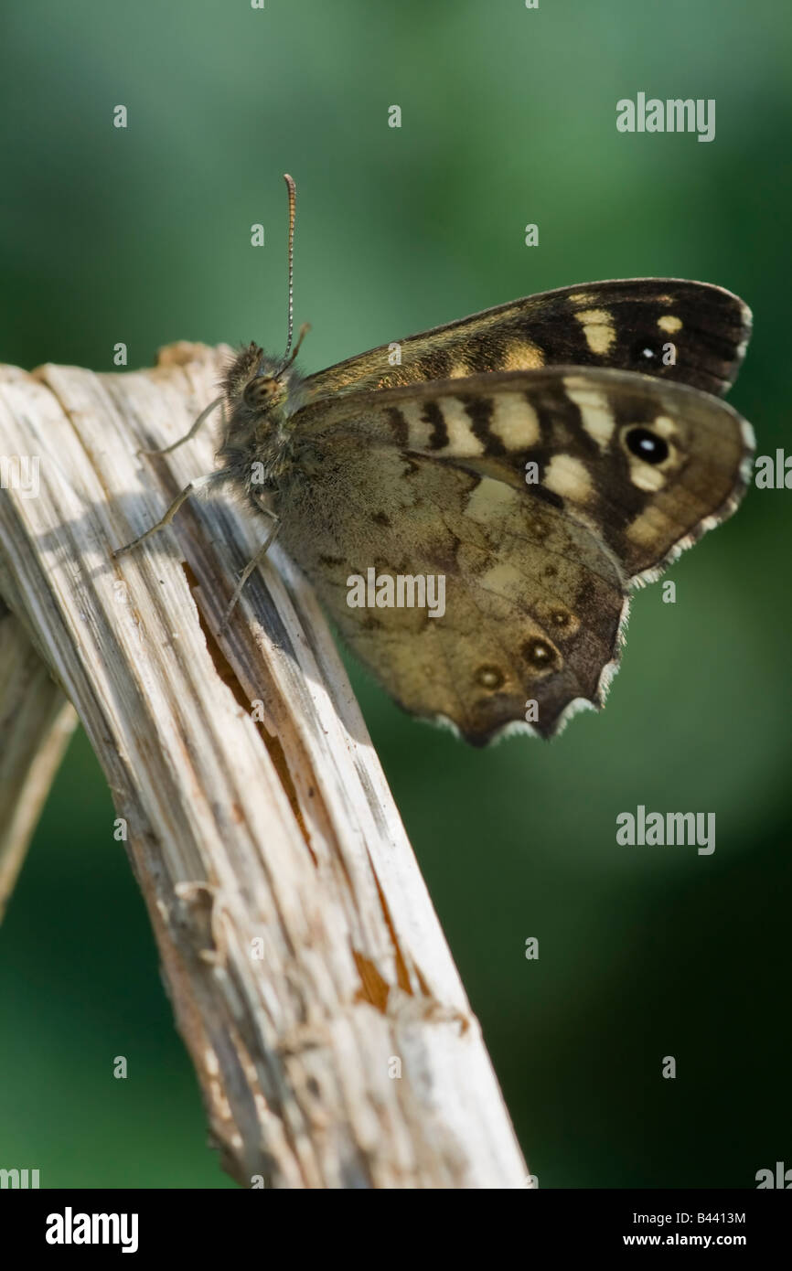 A Speckled Wood Butterfly Stock Photo