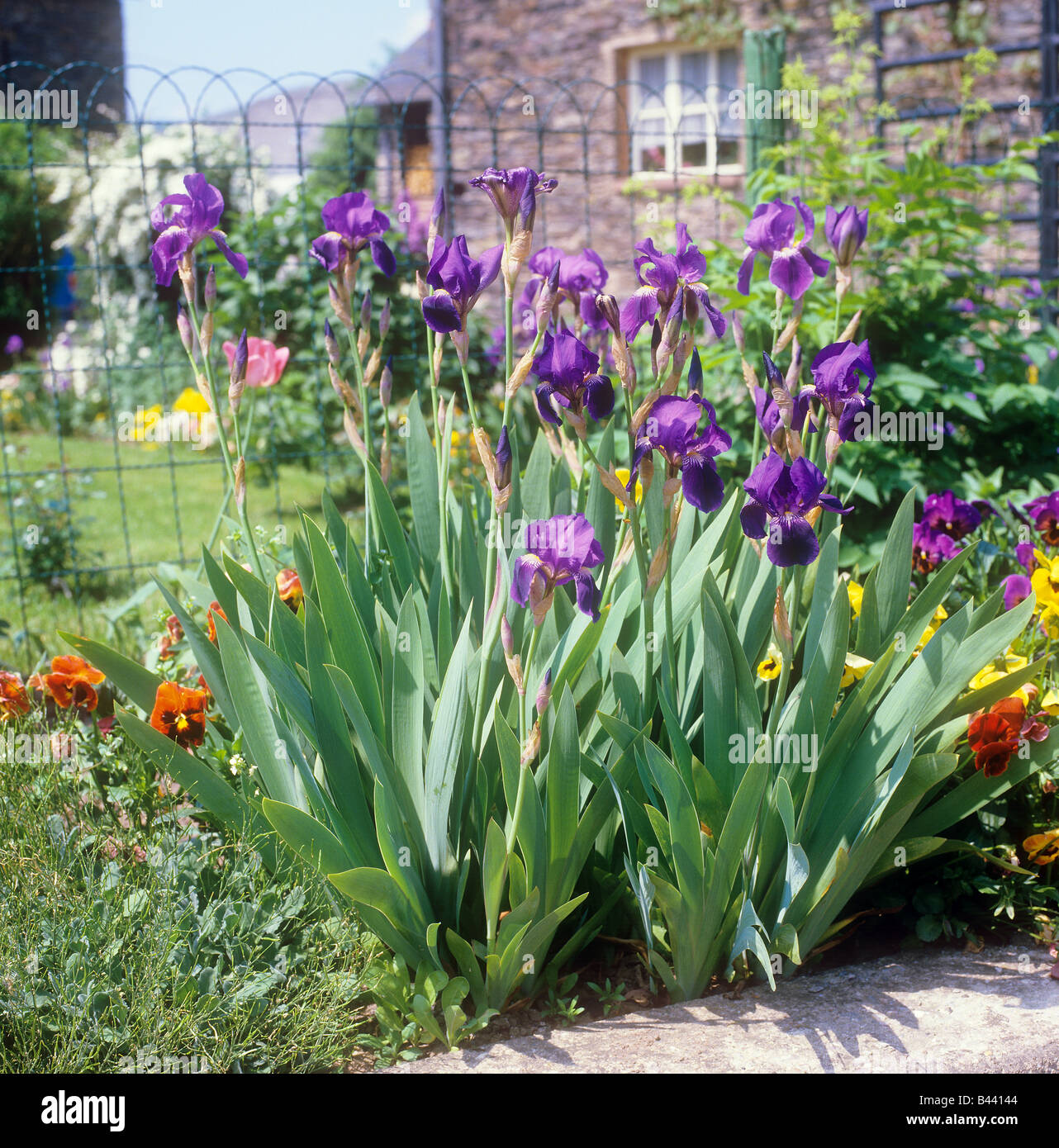 flowerbed with irises Stock Photo
