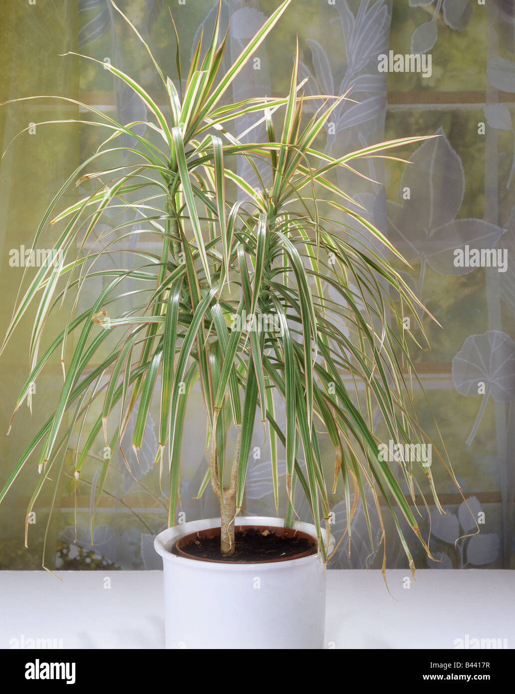 Madagascar dragon tree dracaena marginata hi-res stock photography and  images - Alamy