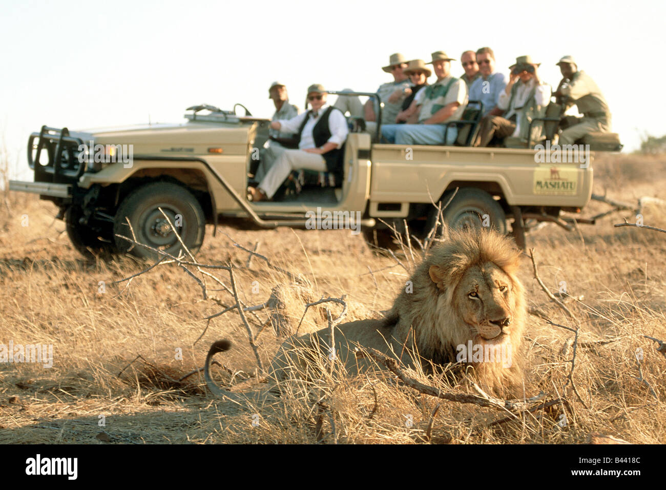 Tourists watching at male lion (Panthera leo) from a safari vehicle Stock Photo