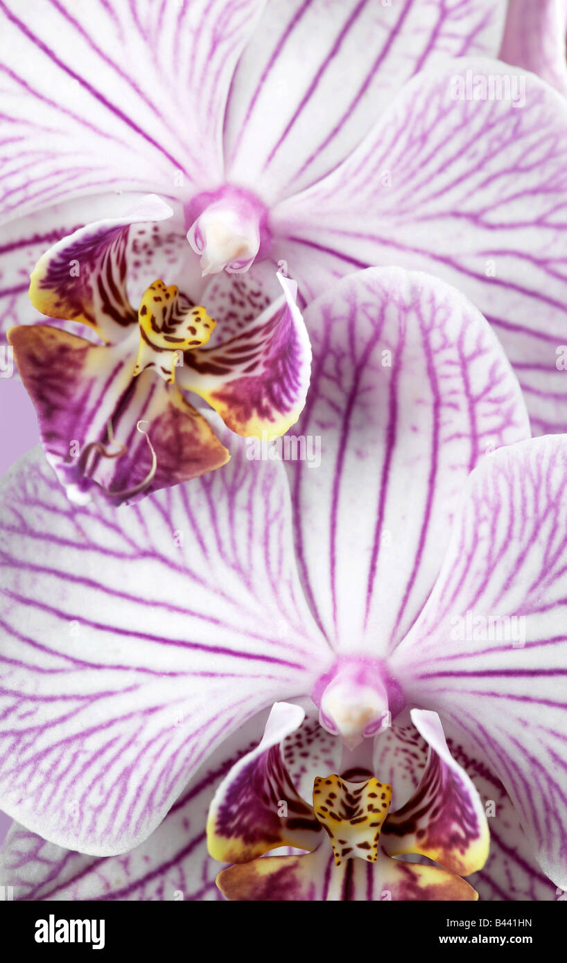 Pink and White Striped Phalaenopsis Orchid Flowers Stock Photo