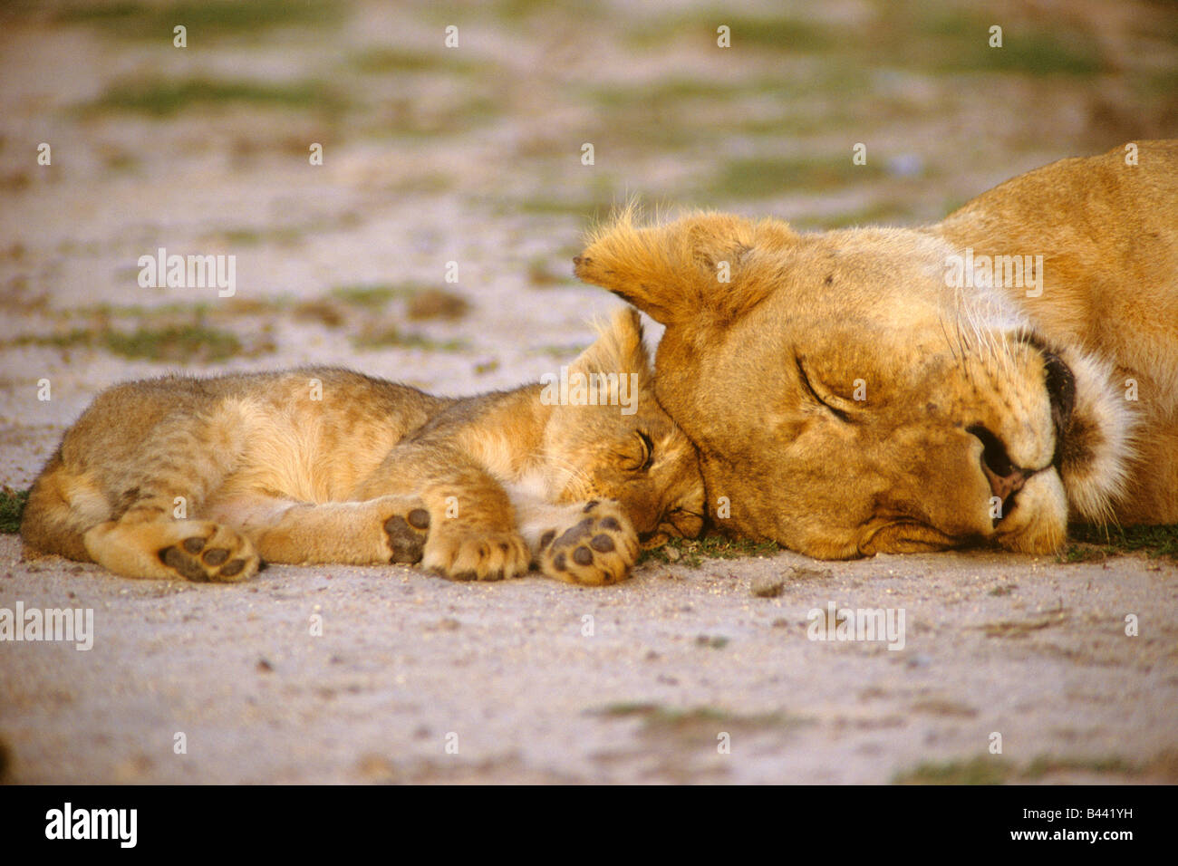 Lion (Panthera leo), sleeping lioness with cub Stock Photo
