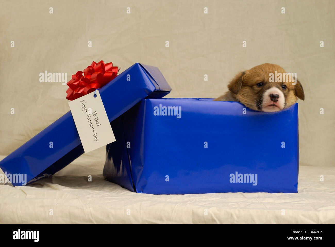 Puppy in a gift box Stock Photo Alamy