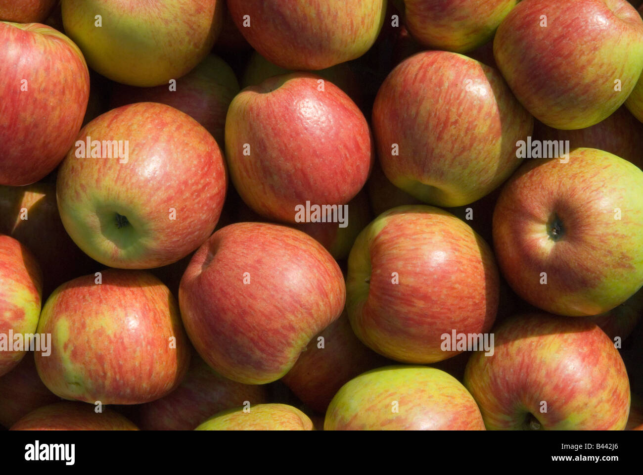 English Apples called 'Honey Crisp' apples Lathcoats Apple Farm Galleywood Essex UK Stock Photo