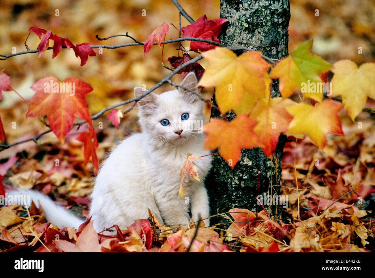 Fall Kitten