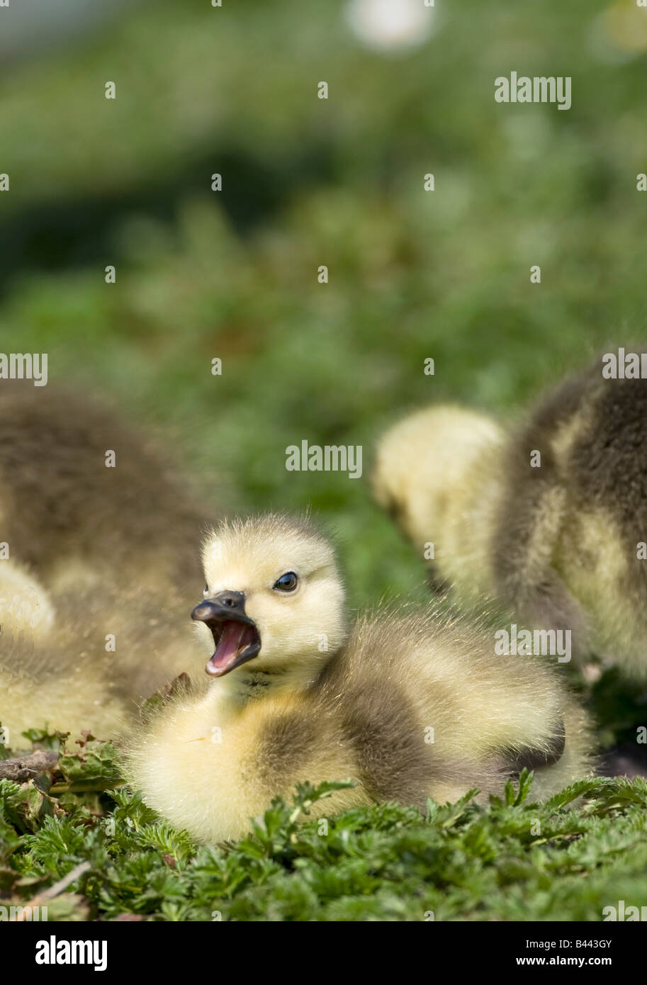 Fuzzy goslings Stock Photo
