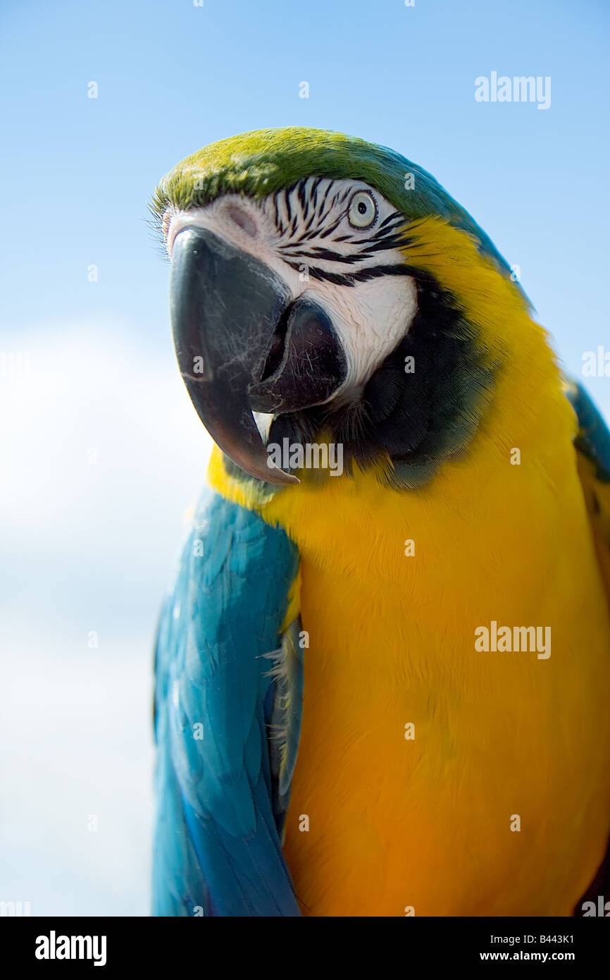 Blue and Yellow Macaw Parrot Stock Photo