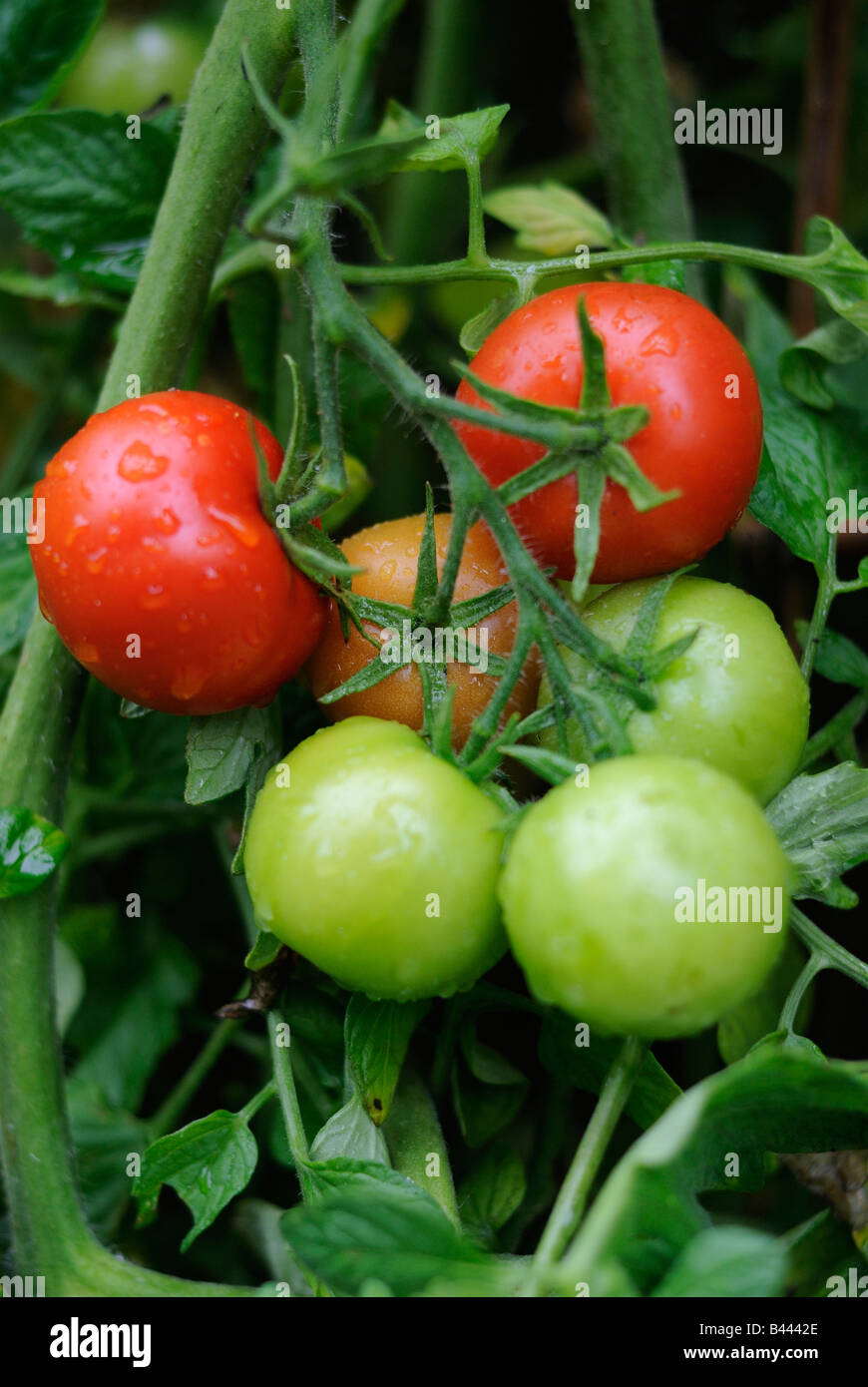 Close-up of tomatoes growing on the vine Stock Photo - Alamy