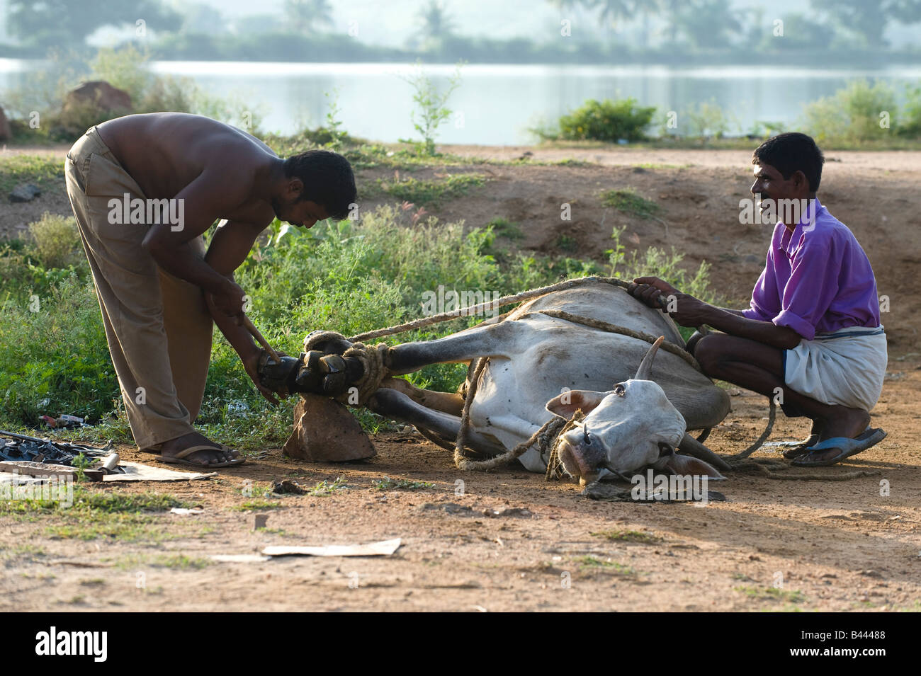 Indian farmers caring for zebu hooves. Puttaparthi, Andhra Pradesh, India Stock Photo