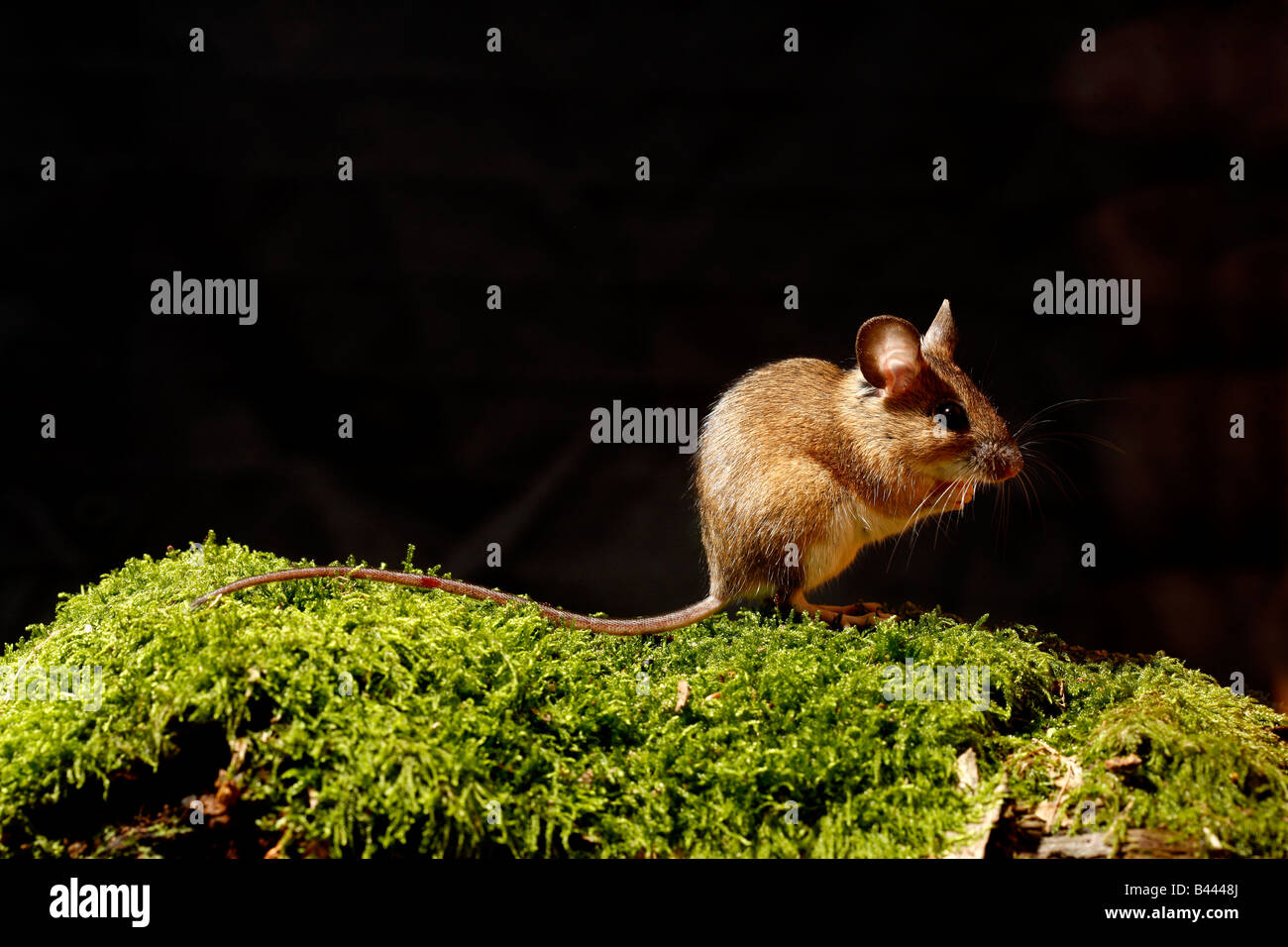 Wood mouse Apodemus sylvaticus Midlands Stock Photo