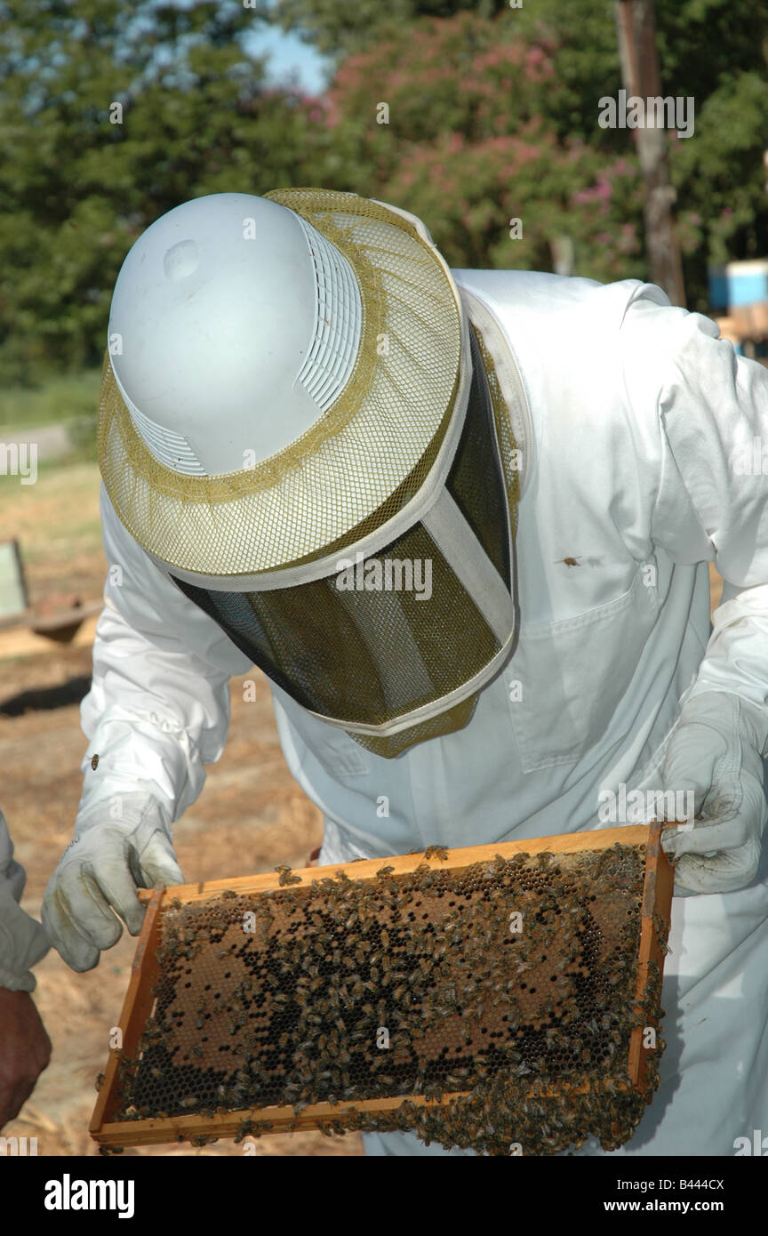 Beekeeper examining a frame from the beehive. Stock Photo