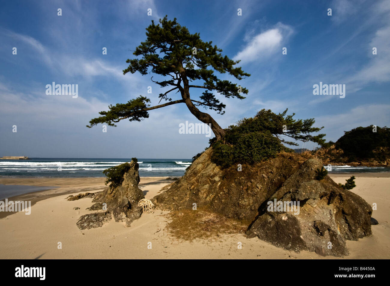 Japanese pine tree on beach Stock Photo