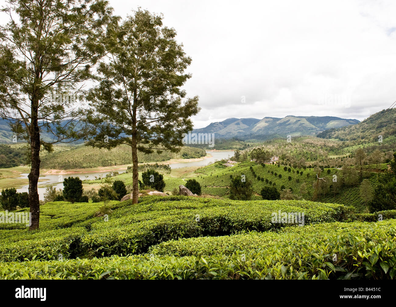 A stunning landscape of large tea plantations on the slopes of hills, a lovely river in the