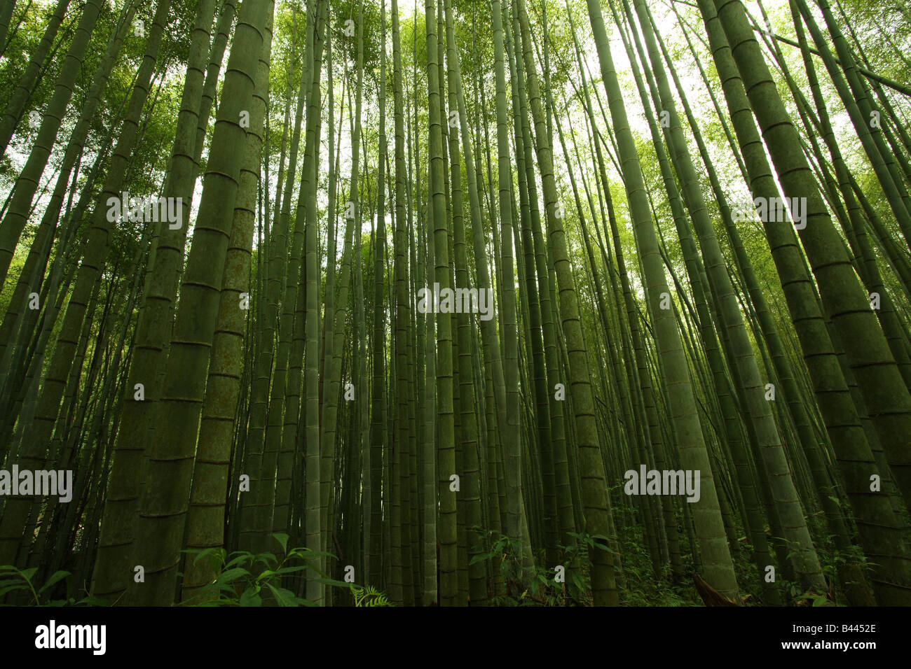 Bamboo forest, Taiwan Stock Photo Alamy