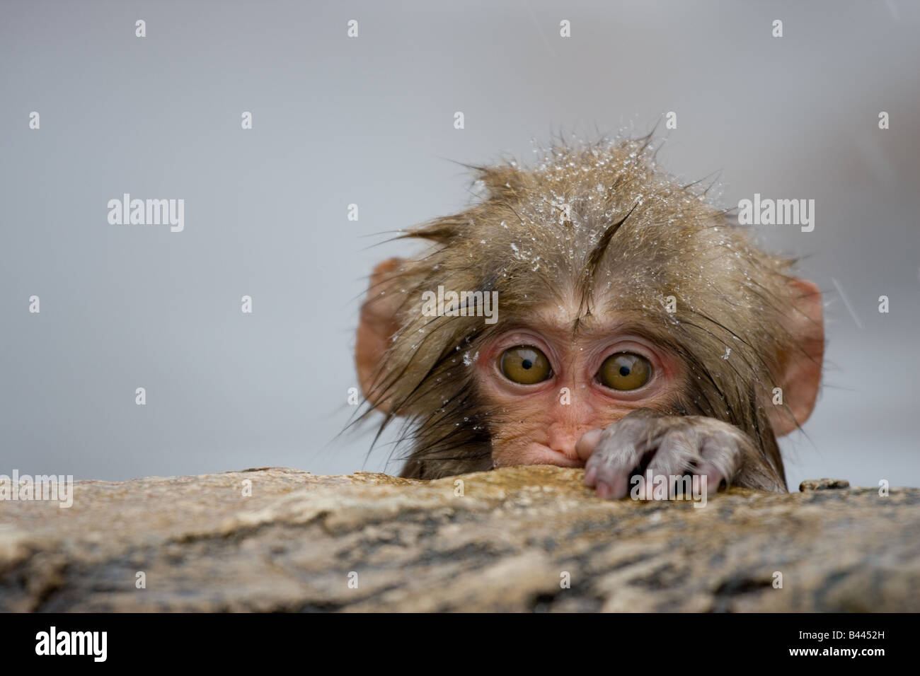 Baby Monkey With High Resolution Stock Photography And Images Alamy